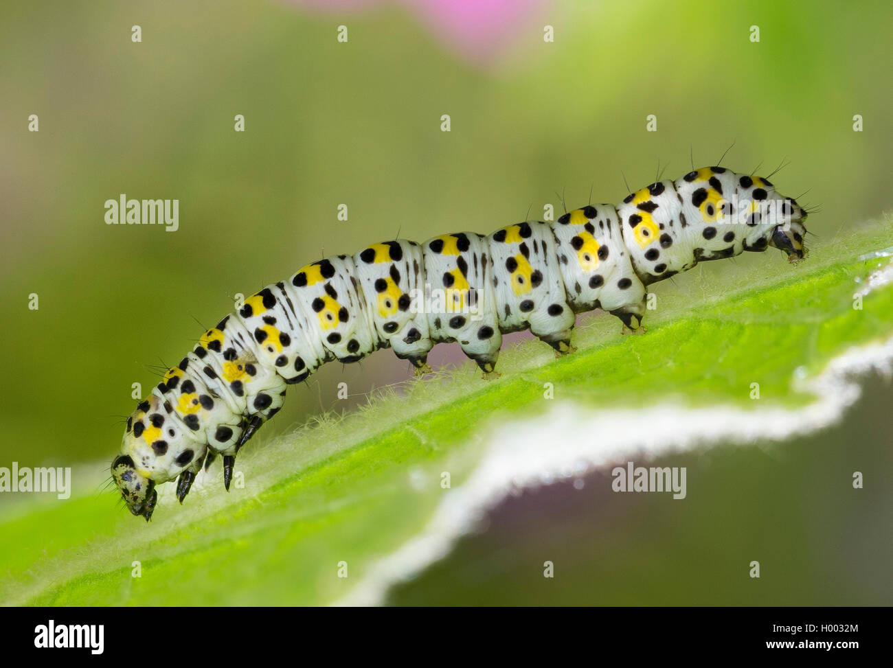 Mullein moth, Mullein caterpillar (Cucullia verbasci, Shargacucullia verbasci), caterpillar feeding on mullein leaf, Germany Stock Photo