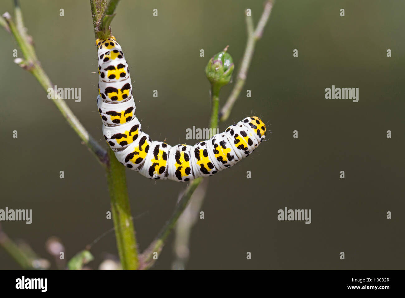water betony (Shargacucullia scrophulariae, Cucullia scrophulariae), caterpillar feeding on Scrophularia, Germany Stock Photo