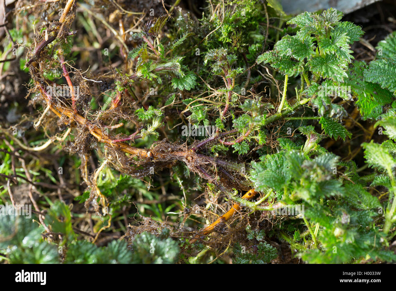 Grosse Brennnessel, Grosse Brennessel (Urtica dioica), ausgegrabene Brennnesselwurzeln, Deutschland | stinging nettle (Urtica di Stock Photo