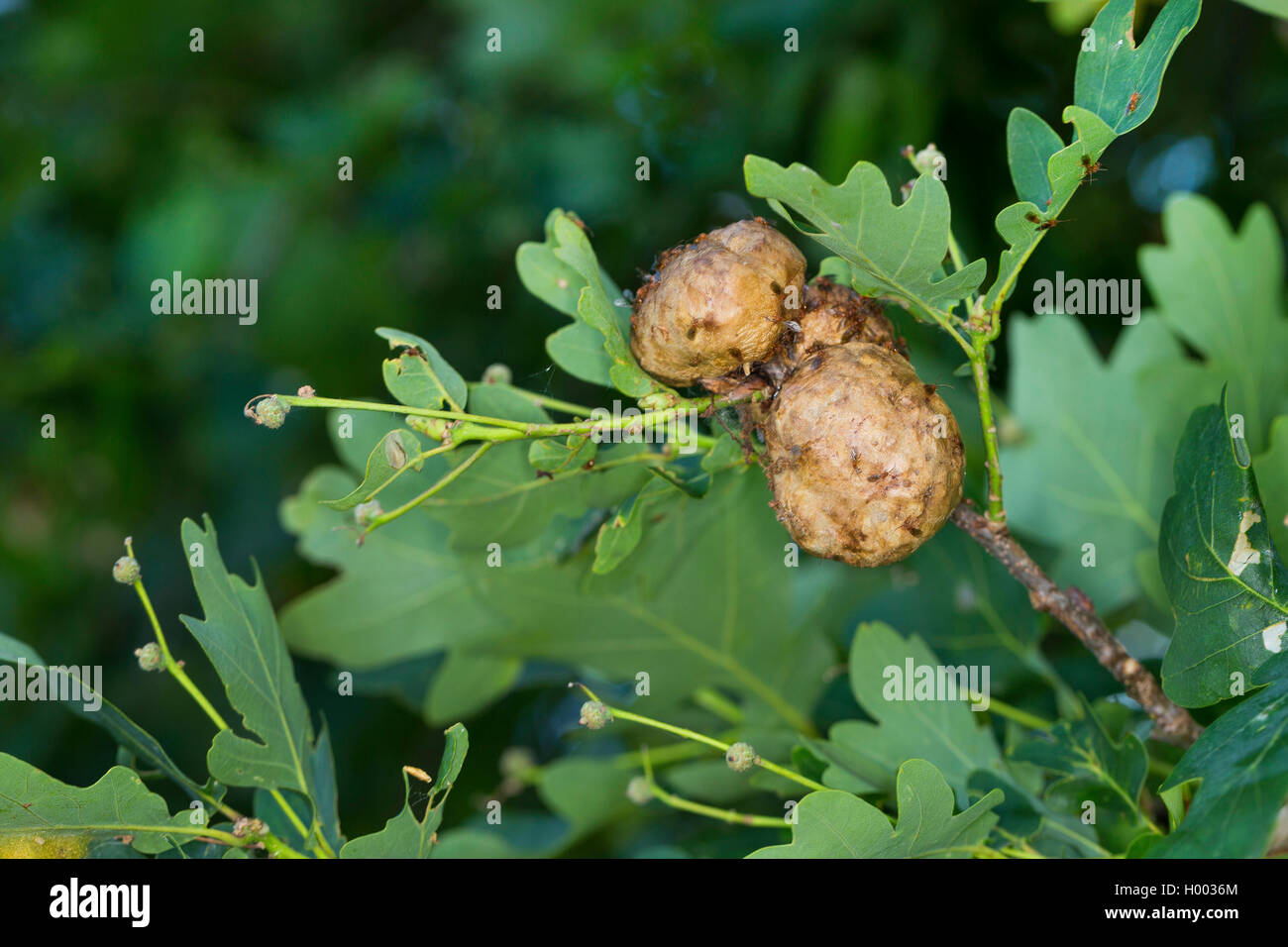 Schwammgallwespe, Schwamm-Gallwespe, Eichenschwammgallwespe, Eichenschwamm-Gallwespe, Kartoffelgallwespe, Kartoffel-Gallwespe (B Stock Photo