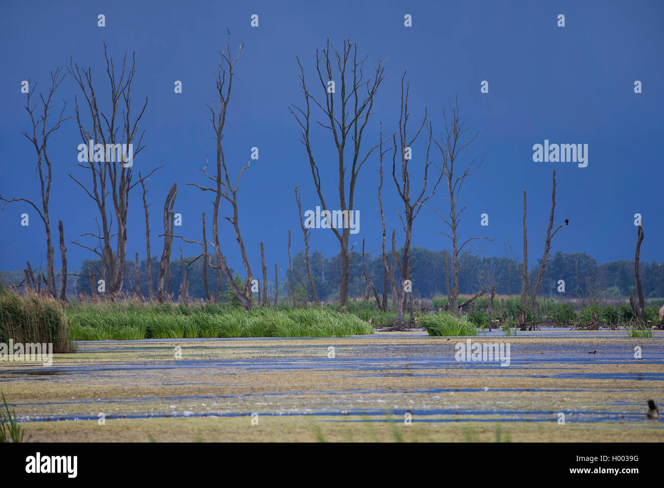flood area with dead trees at river Peene, Germany, Mecklenburg-Western Pomerania, Anklam Stock Photo