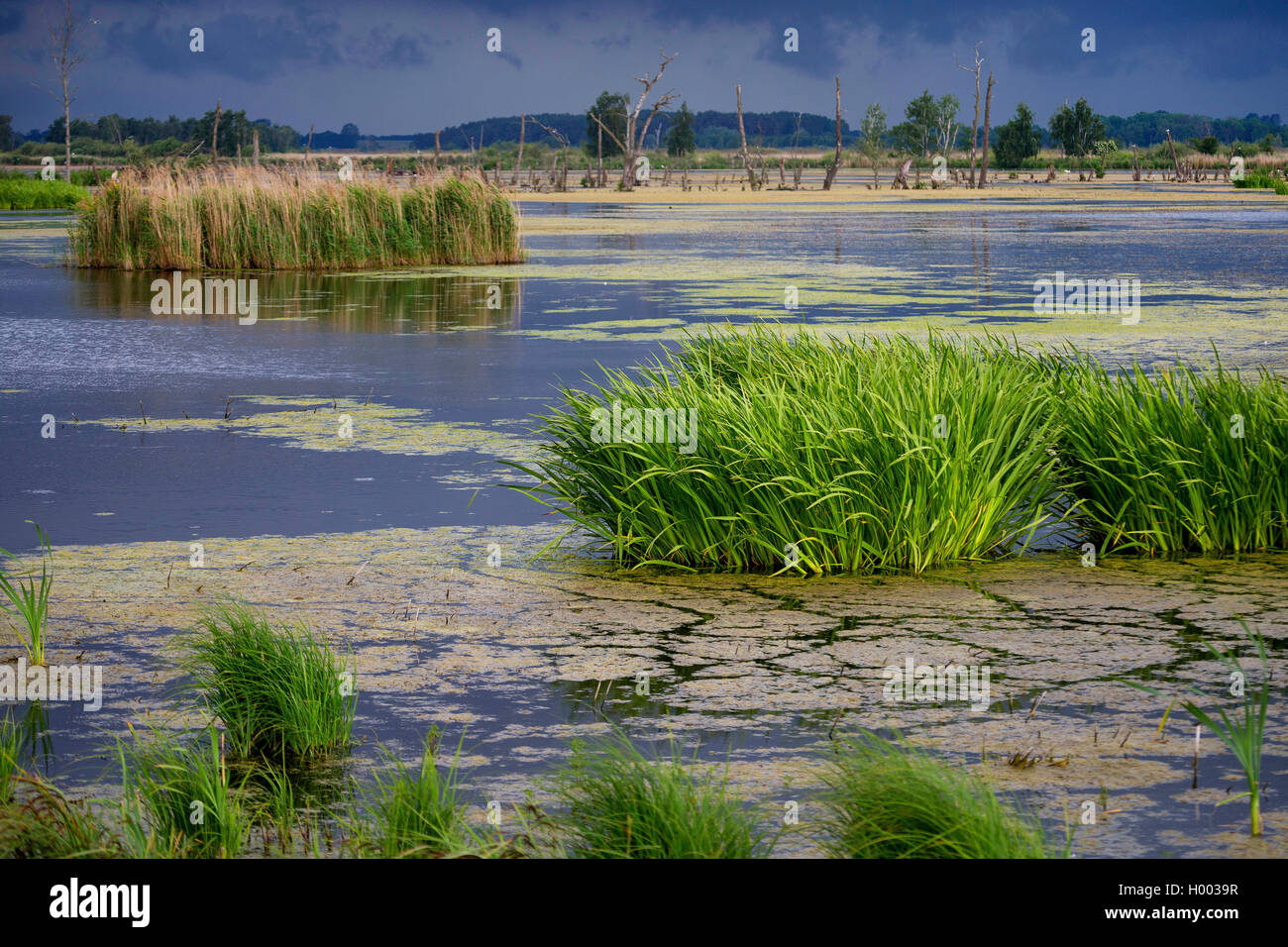 flood area at river Peene, Germany, Mecklenburg-Western Pomerania, Anklam Stock Photo