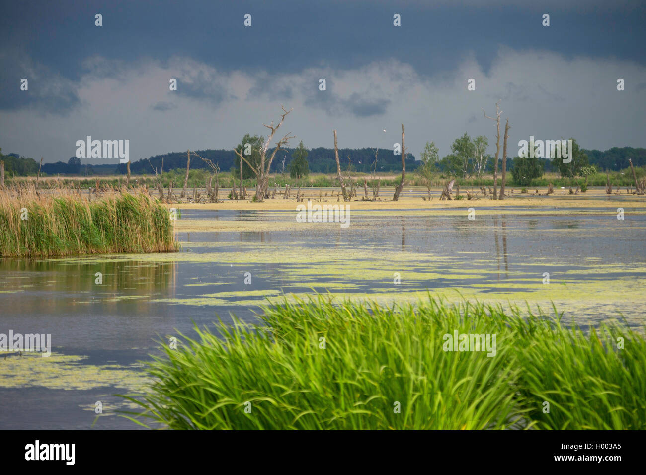 flood area at river Peene, Germany, Mecklenburg-Western Pomerania, Anklam Stock Photo