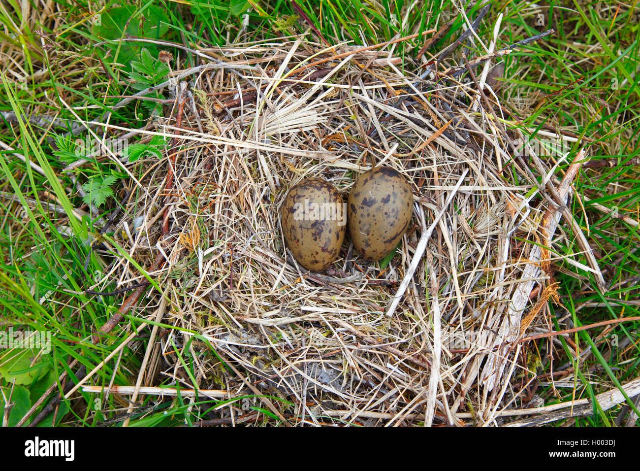 mew gull (Larus canus), nest of eggs, Norway, Tromsoe Stock Photo