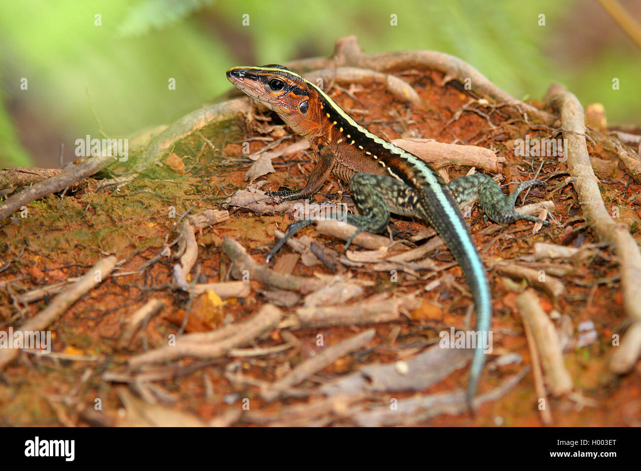 American ameiva hi-res stock photography and images - Alamy