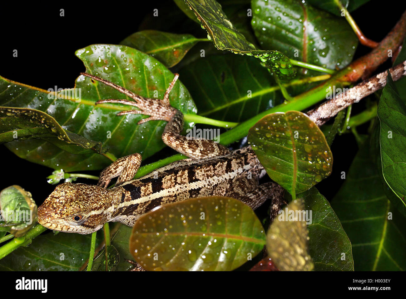 Brown basilisk, Striped Basilisk, Yellow-striped Basilisk, Jesus Christ Lizard (Basiliscus vittatus), female, Costa Rica Stock Photo