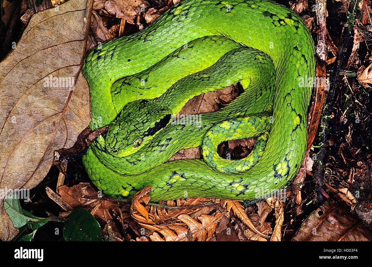 Pit viper species hires stock photography and images Alamy