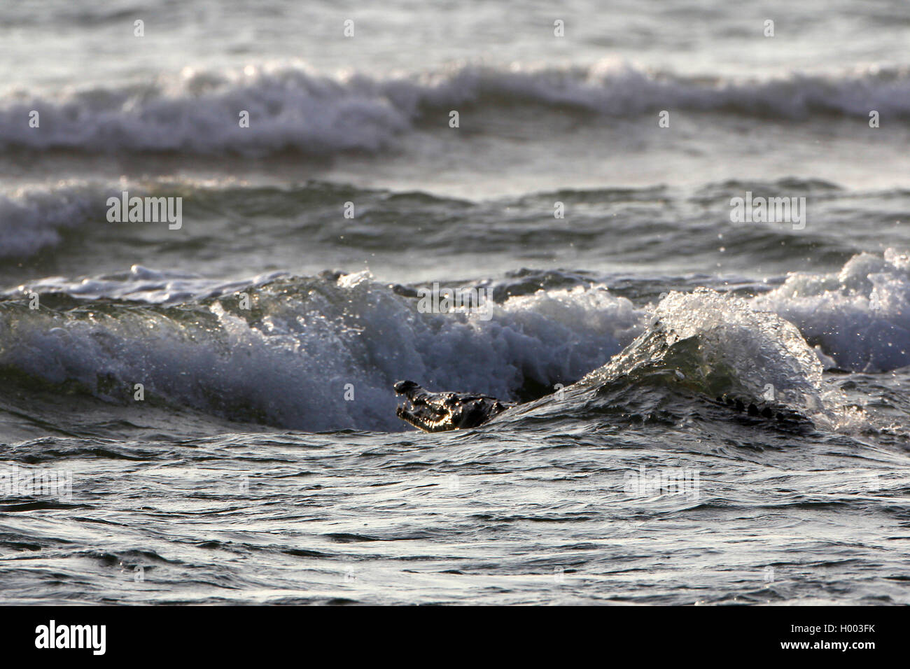 American crocodile (Crocodylus acutus), swimming in the sea, Costa Rica Stock Photo