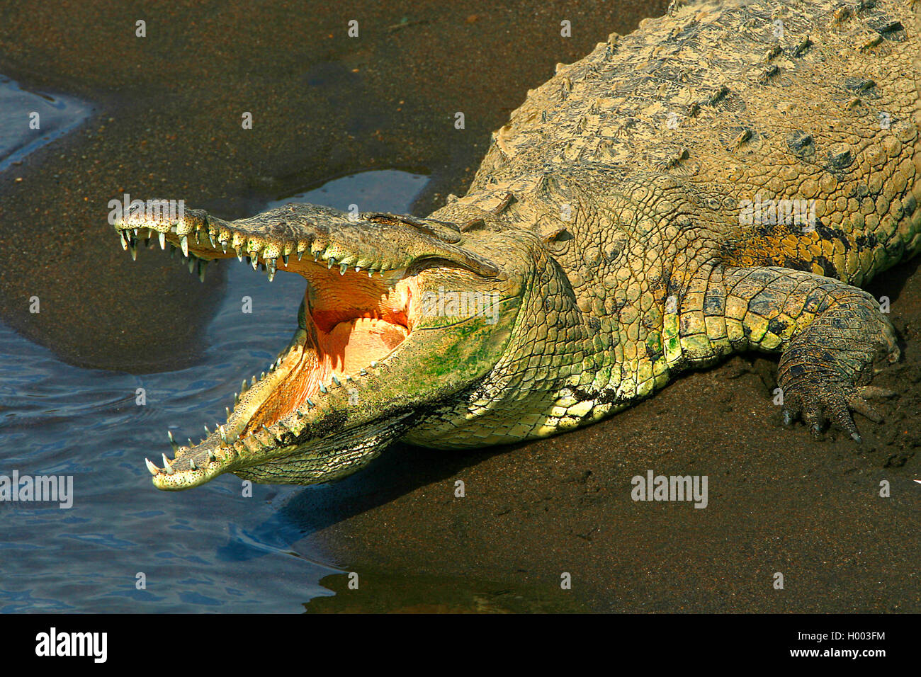 American crocodile (Crocodylus acutus), sunbths on the shore, Costa Rica Stock Photo