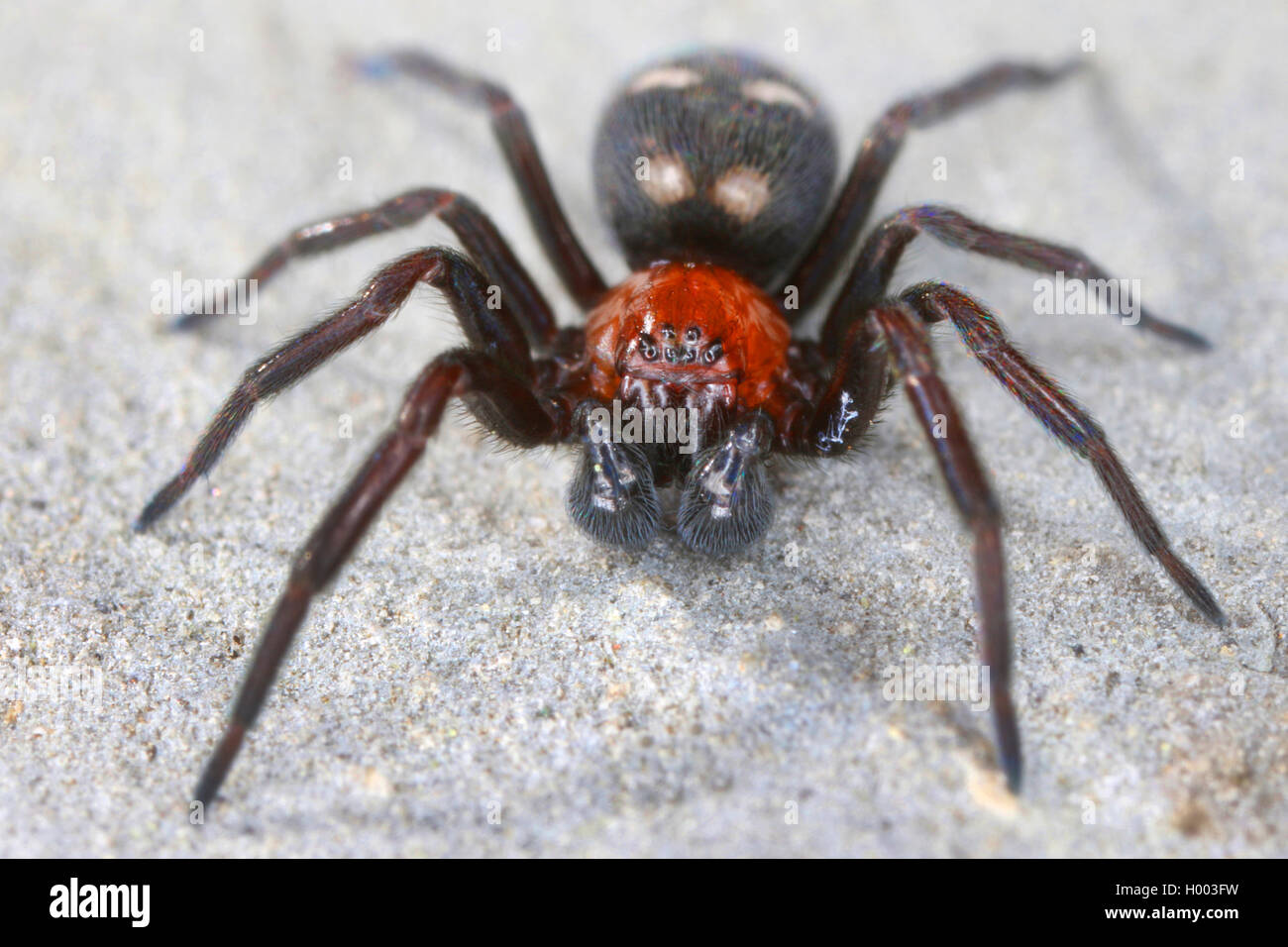 hacklemesh weaver (Titanoeca quadriguttata), full-length portrait, front view , Austria Stock Photo