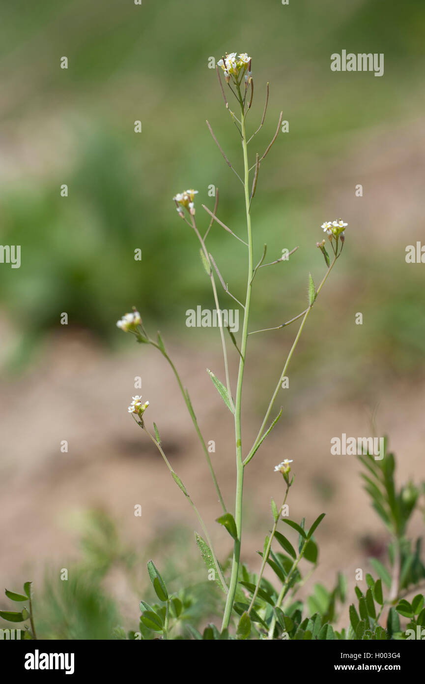 mouse-ear cress, thale cress, Wall-cress (Arabidopsis thaliana), blooming, Germany Stock Photo