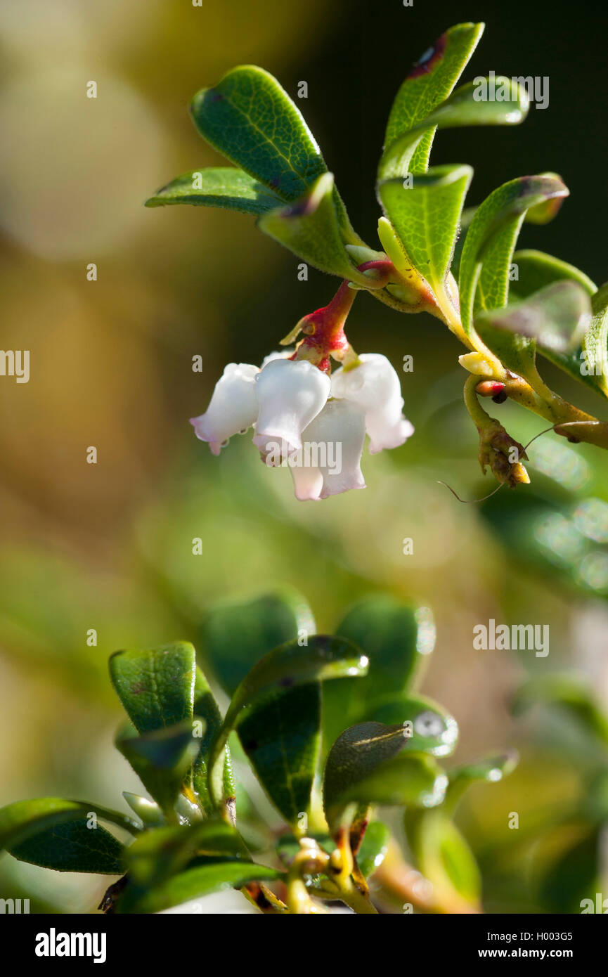 bearberry (Arctostaphylos uva-ursi), blooming, Germany Stock Photo