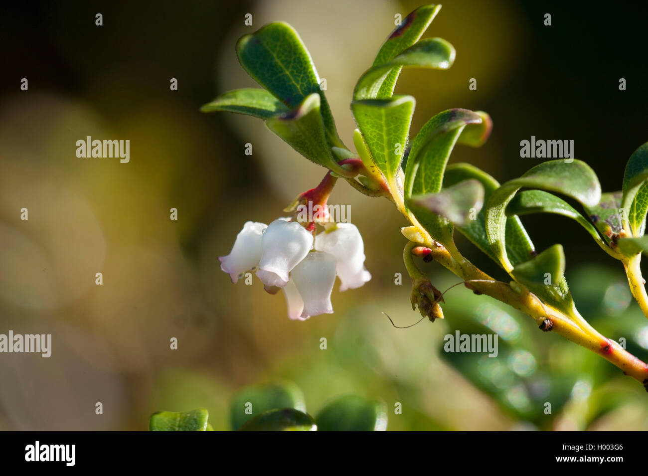 bearberry (Arctostaphylos uva-ursi), blooming, Germany Stock Photo