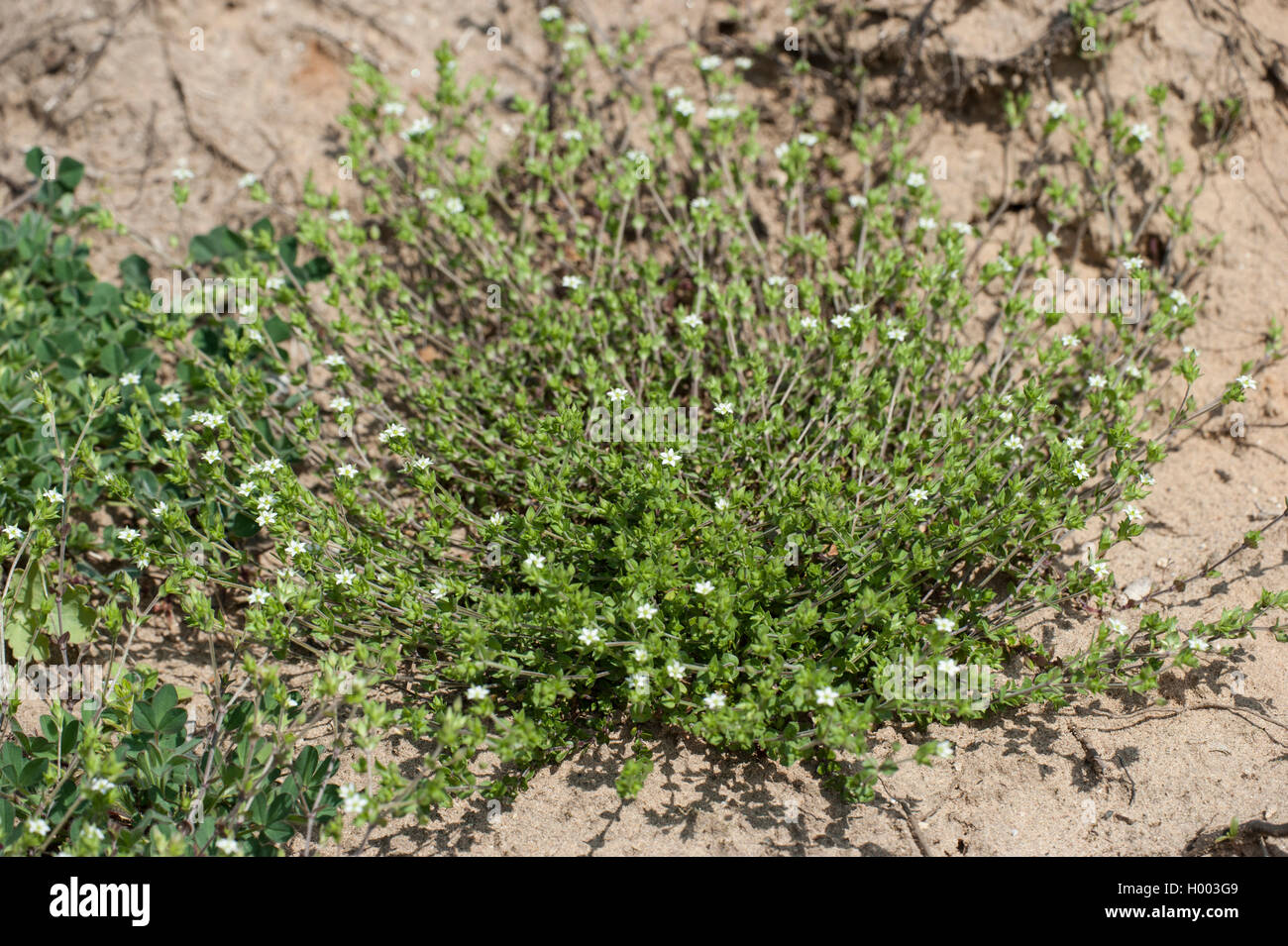 thyme-leaved sandwort, thyme-leaf sandwort (Arenaria serpyllifolia), blooming, Germany Stock Photo