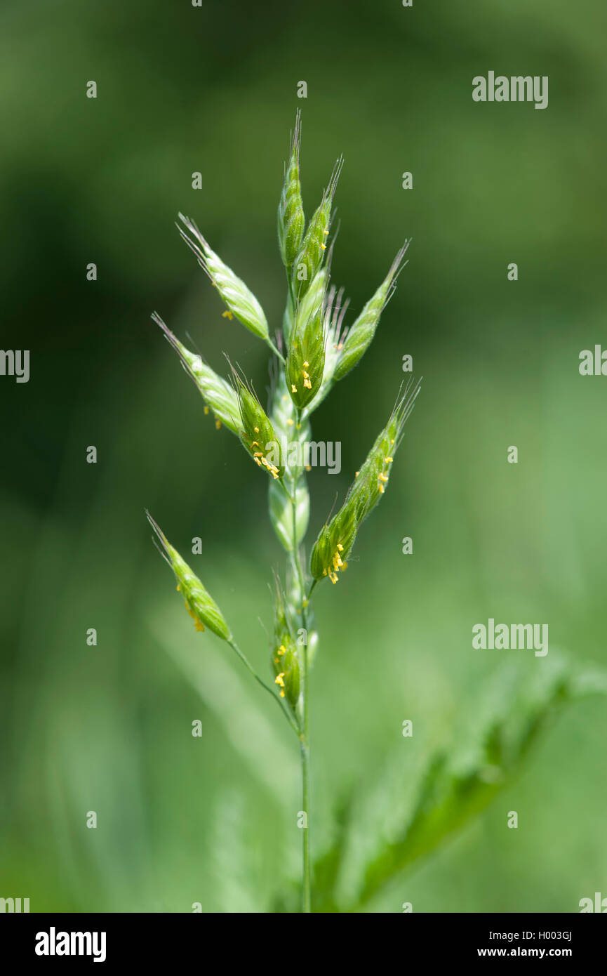 soft chess, soft-brome (Bromus hordeaceus), blooming spikelets, Germany Stock Photo