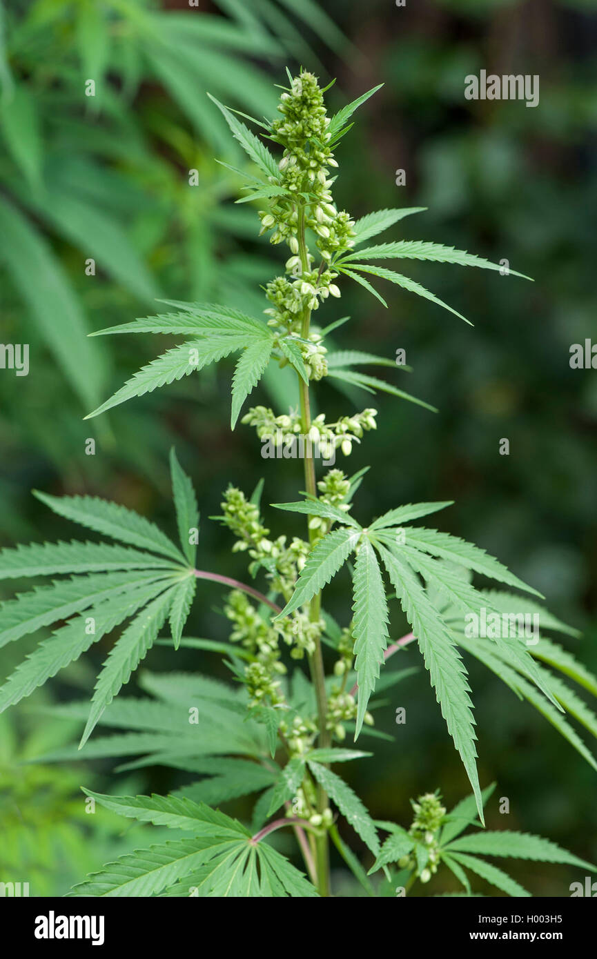 Indian hemp, marijuana, mary jane (Cannabis sativa var. indica, Cannabis indica), blooming hempplant Stock Photo