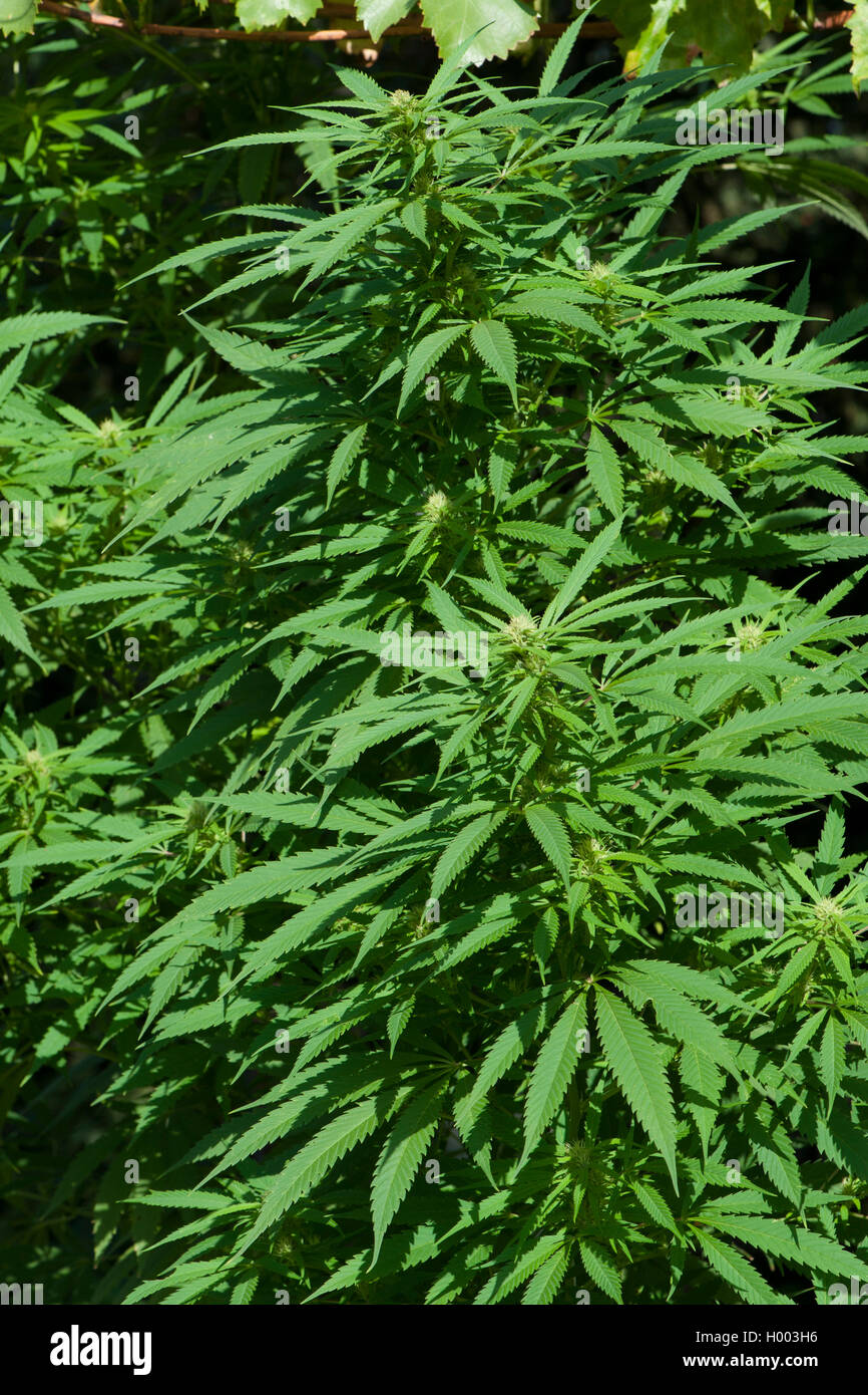 Indian hemp, marijuana, mary jane (Cannabis sativa var. indica, Cannabis indica), hempplant Stock Photo
