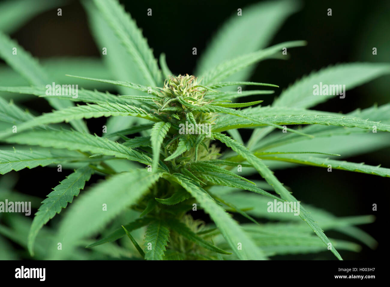 Indian hemp, marijuana, mary jane (Cannabis sativa var. indica, Cannabis indica), hempplant Stock Photo