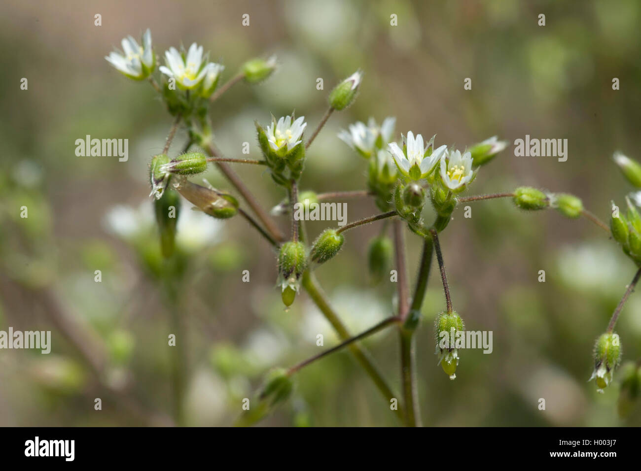 Sticky chickweed (Cerastium glutinosum), blooming, Germany Stock Photo