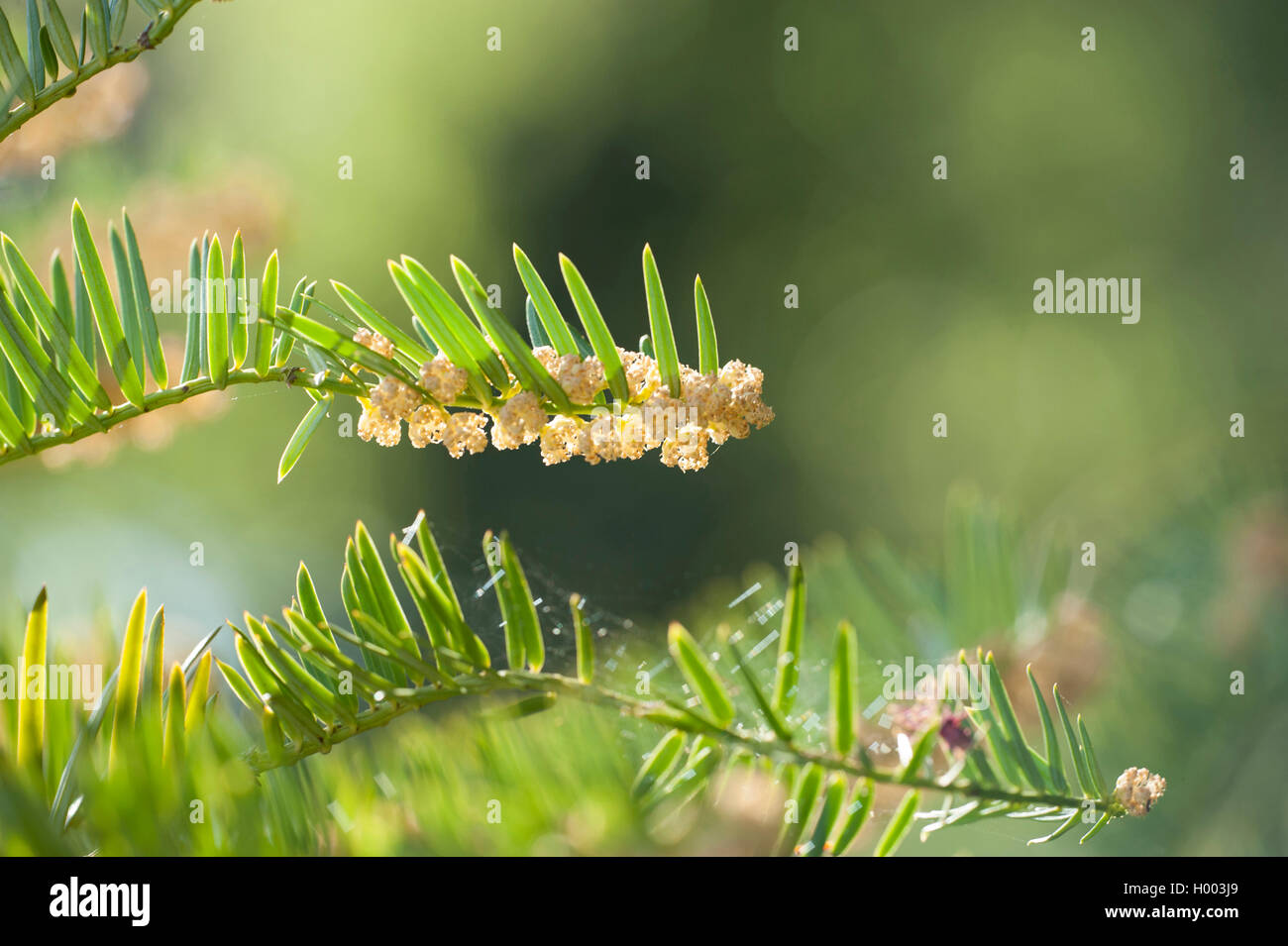 Chinese plum-yew (Cephalotaxus fortunei), male flowers Stock Photo