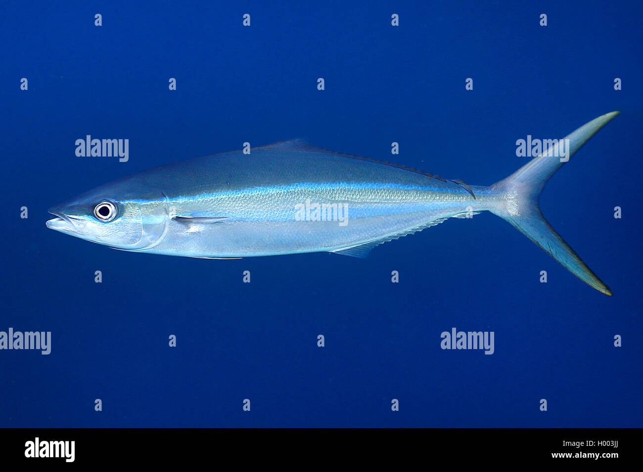 rainbow runner (Elagatis bipinnulata), swimming, Costa Rica Stock Photo