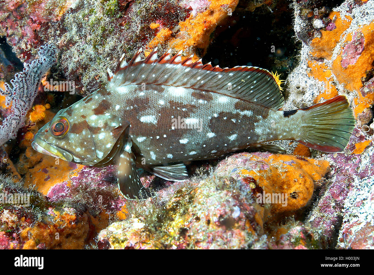 Sea Bass, Flag Cabrilla (Epinephelus labriformis), swimming, Costa Rica Stock Photo