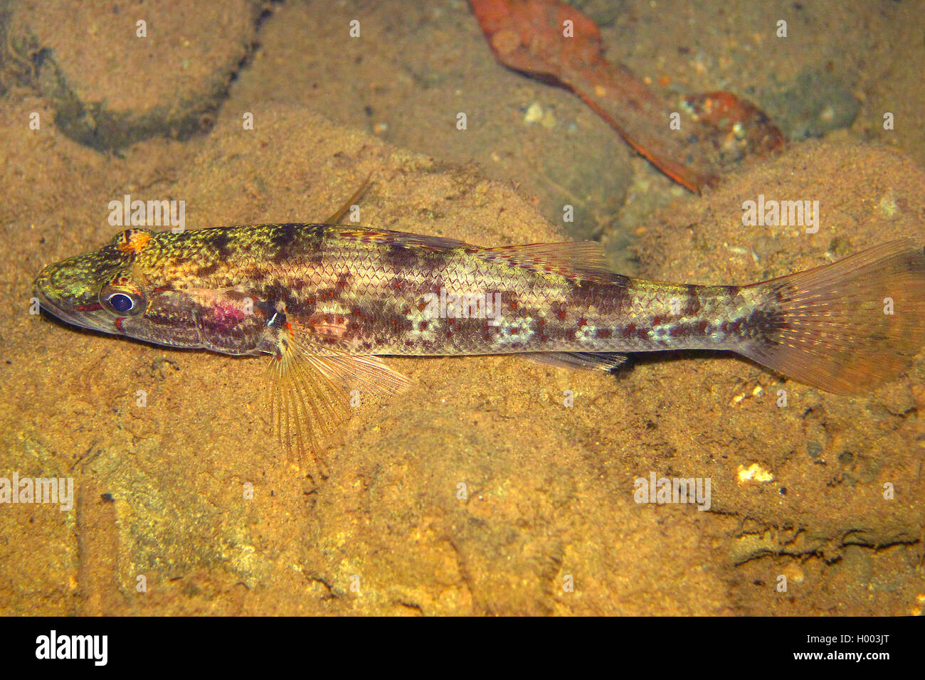 Spottet sleeper, Pacific sleeper (Gobiomorus maculatus), on stony sea bottom, Costa Rica Stock Photo