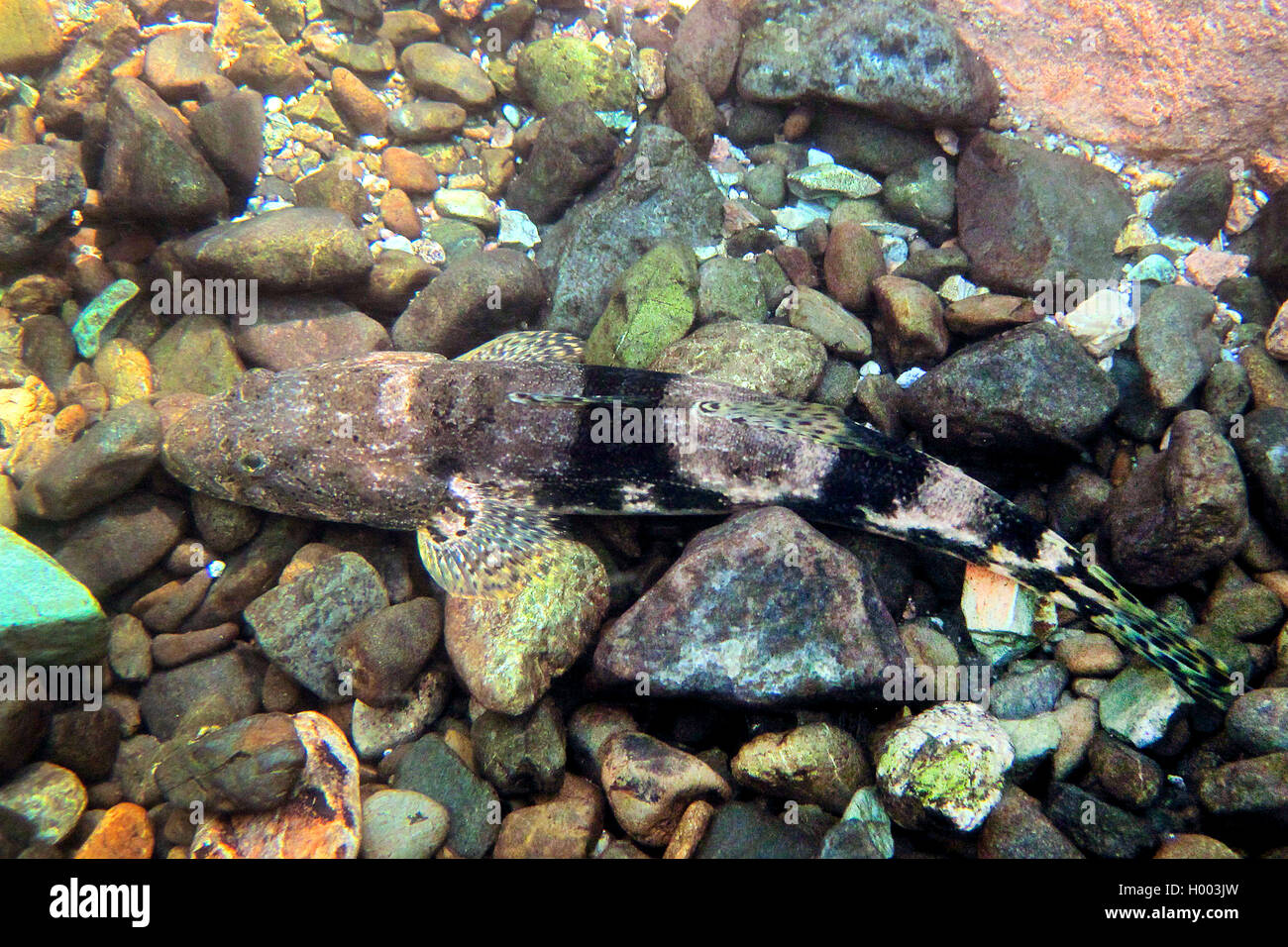 Spottet sleeper, Pacific sleeper (Gobiomorus maculatus), on stony sea bottom, Costa Rica Stock Photo