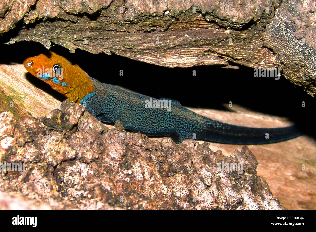 yellow-headed gecko (Gonatodes albogularis), male, Costa Rica Stock Photo