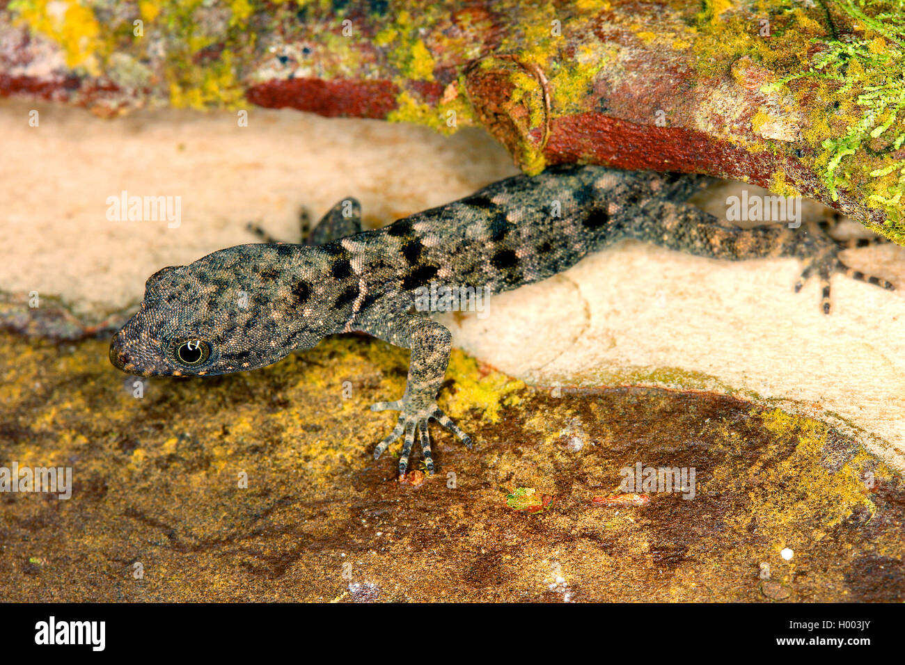 yellow-headed gecko (Gonatodes albogularis), female, Costa Rica Stock Photo