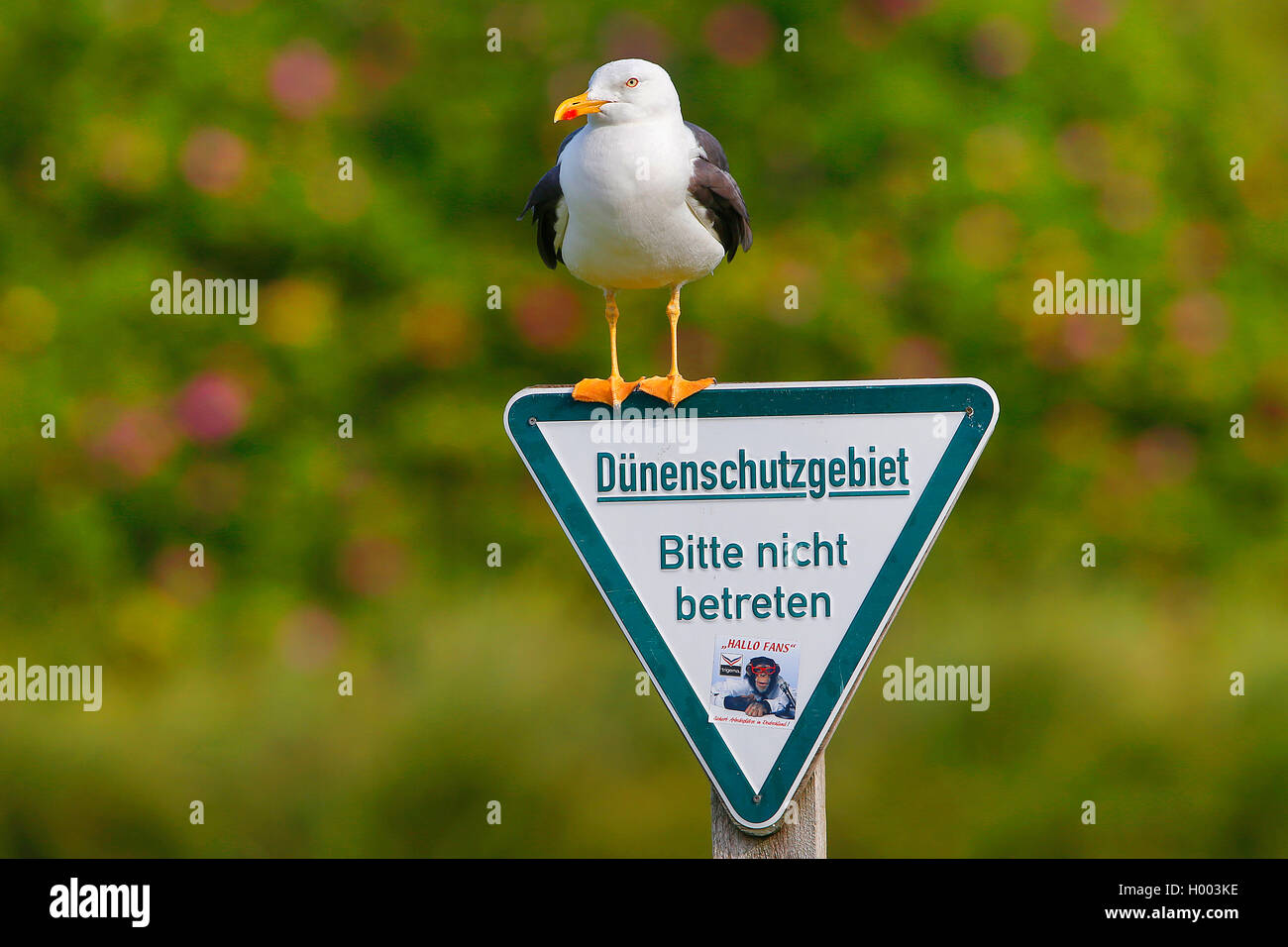 greater black-backed gull (Larus marinus), sitting on a sign for dune protection area and peering, Germany, Schleswig-Holstein, Heligoland Stock Photo