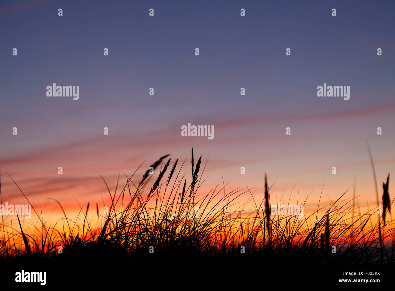 beach grass, European beachgrass, marram grass, psamma, sea sand-reed (Ammophila arenaria), at sunset, Germany, Mecklenburg-Western Pomerania, Ahrensroop Stock Photo