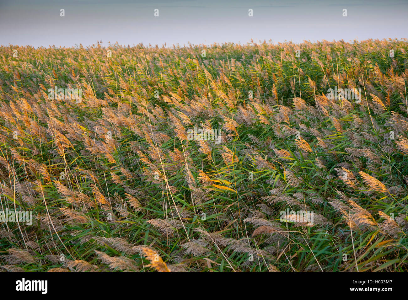 reed grass, common reed (Phragmites communis, Phragmites australis), in