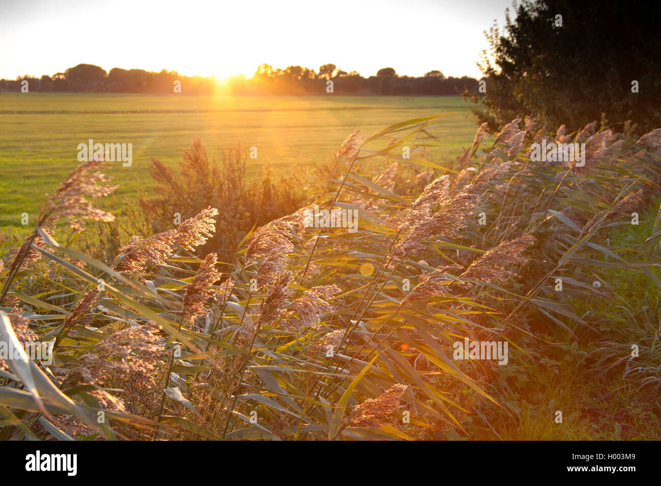 reed grass, common reed (Phragmites communis, Phragmites australis), in bodden landscape in evening sun, Germany, Mecklenburg-Western Pomerania, Ahrensroop Stock Photo