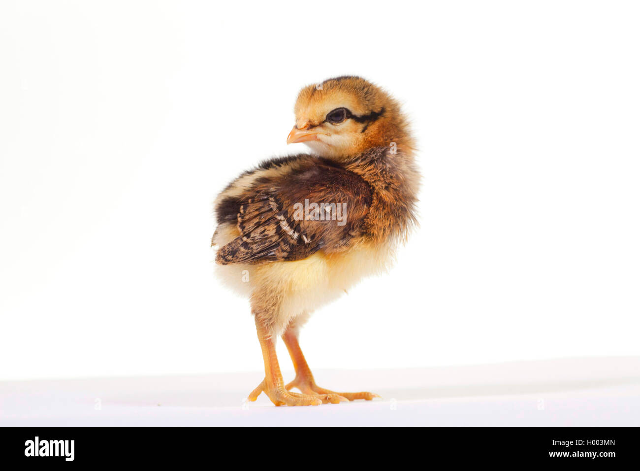 Araucana fowl, Araucana, Araucana chicken, South American Rumpless (Gallus  gallus f. domestica), chick, side view Stock Photo - Alamy