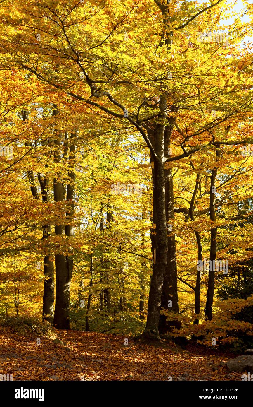 Rotbuche, Rot-Buche, Buche (Fagus sylvatica), Buchenwald im Herbst, Deutschland, Baden-Wuerttemberg | common beech (Fagus sylvat Stock Photo