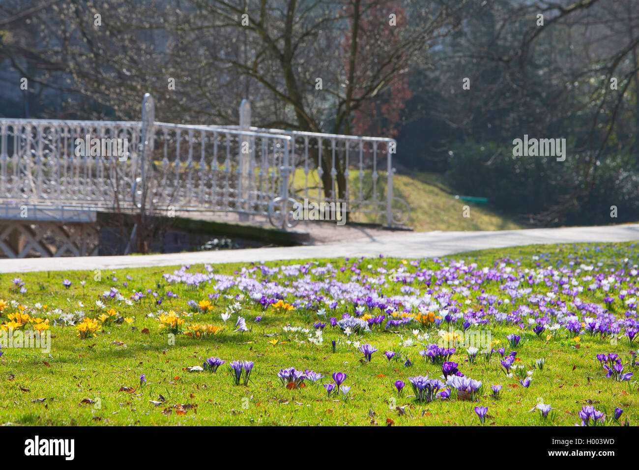 flowering crocuses in lawn, Lichentaler Allee park, Germany, Baden-Wuerttemberg, Baden-Baden Stock Photo