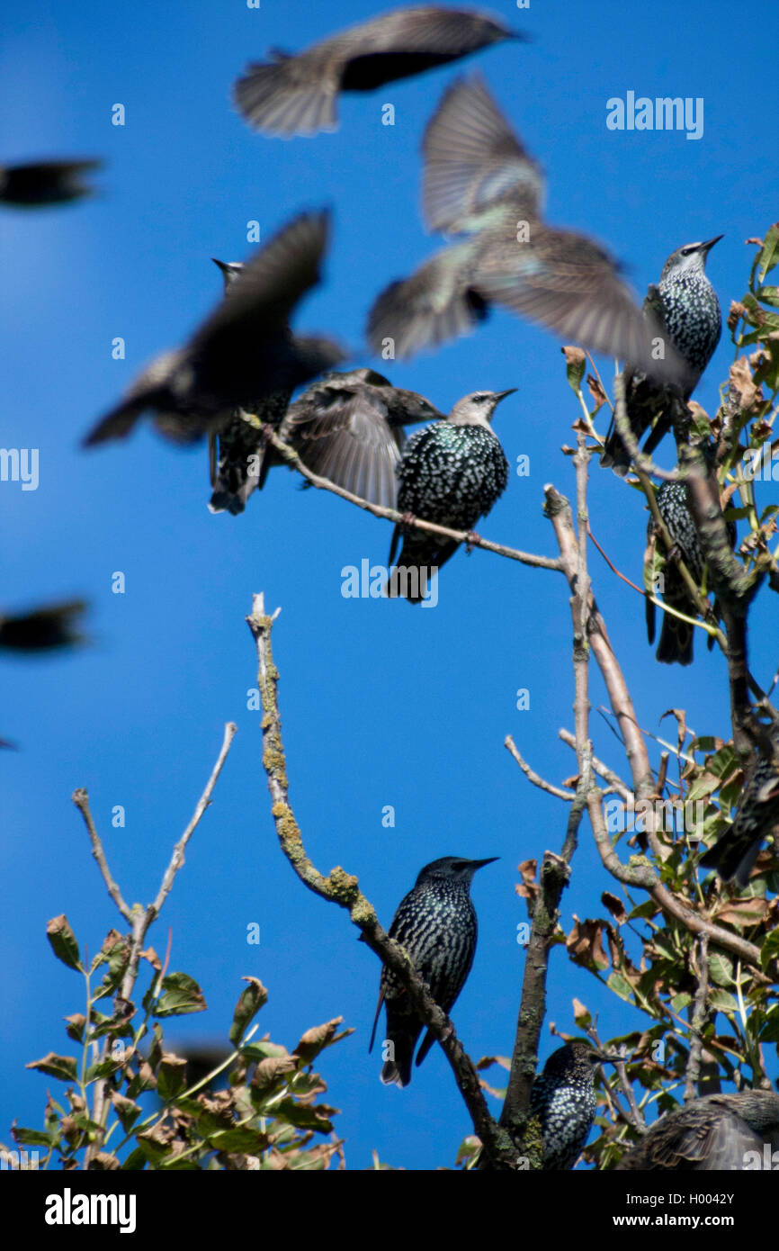 Star (Sturnus vulgaris), Trupp rastet in einem Strauch, Deutschland | common starling (Sturnus vulgaris), troop rasting in a shr Stock Photo
