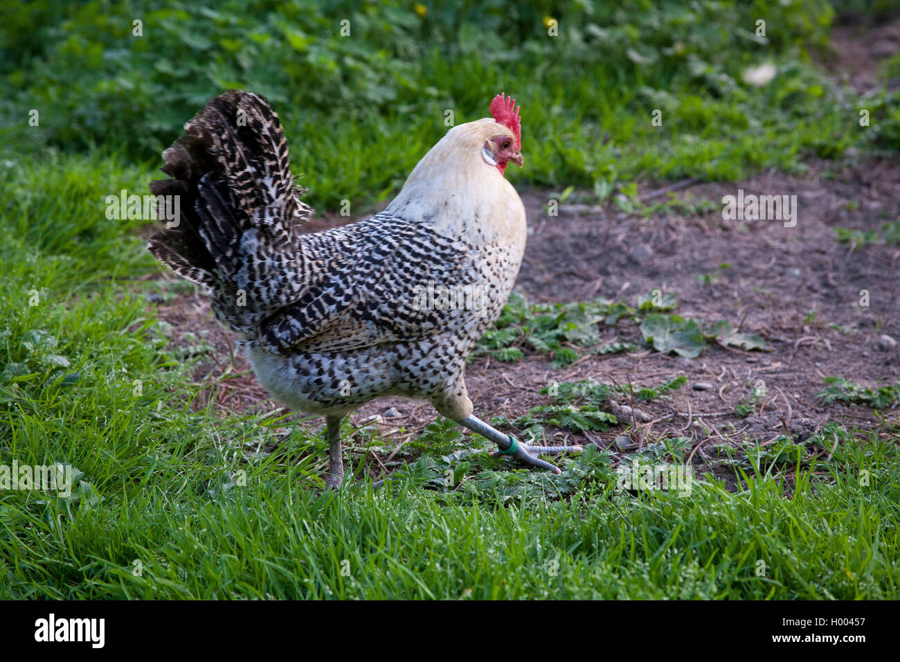 Dwarf Friesen fowl (Gallus gallus f. domestica), walking hen, side view, Germany Stock Photo