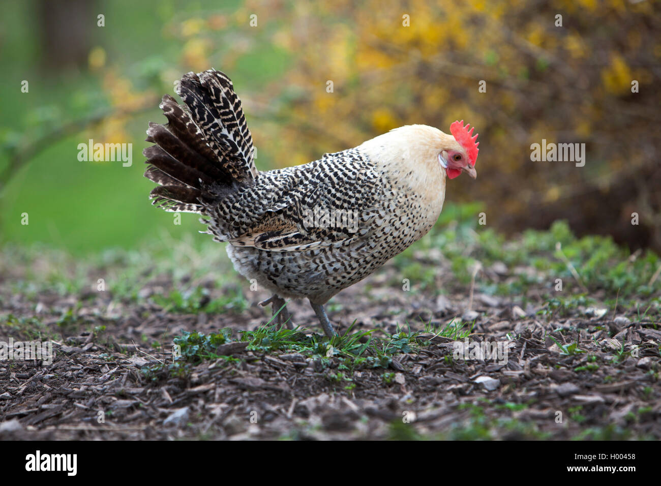 Dwarf Friesen fowl (Gallus gallus f. domestica), hen searching food in the garden, side view, Germany Stock Photo