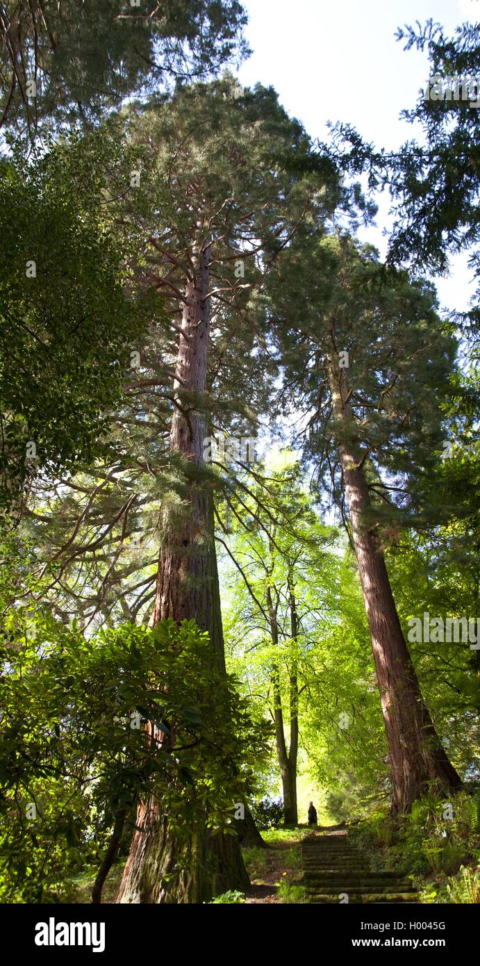 giant sequoia, giant redwood (Sequoiadendron giganteum), walker in forest with two giant sequoias, Germany, Baden-Wuerttemberg, Baden-Baden Stock Photo
