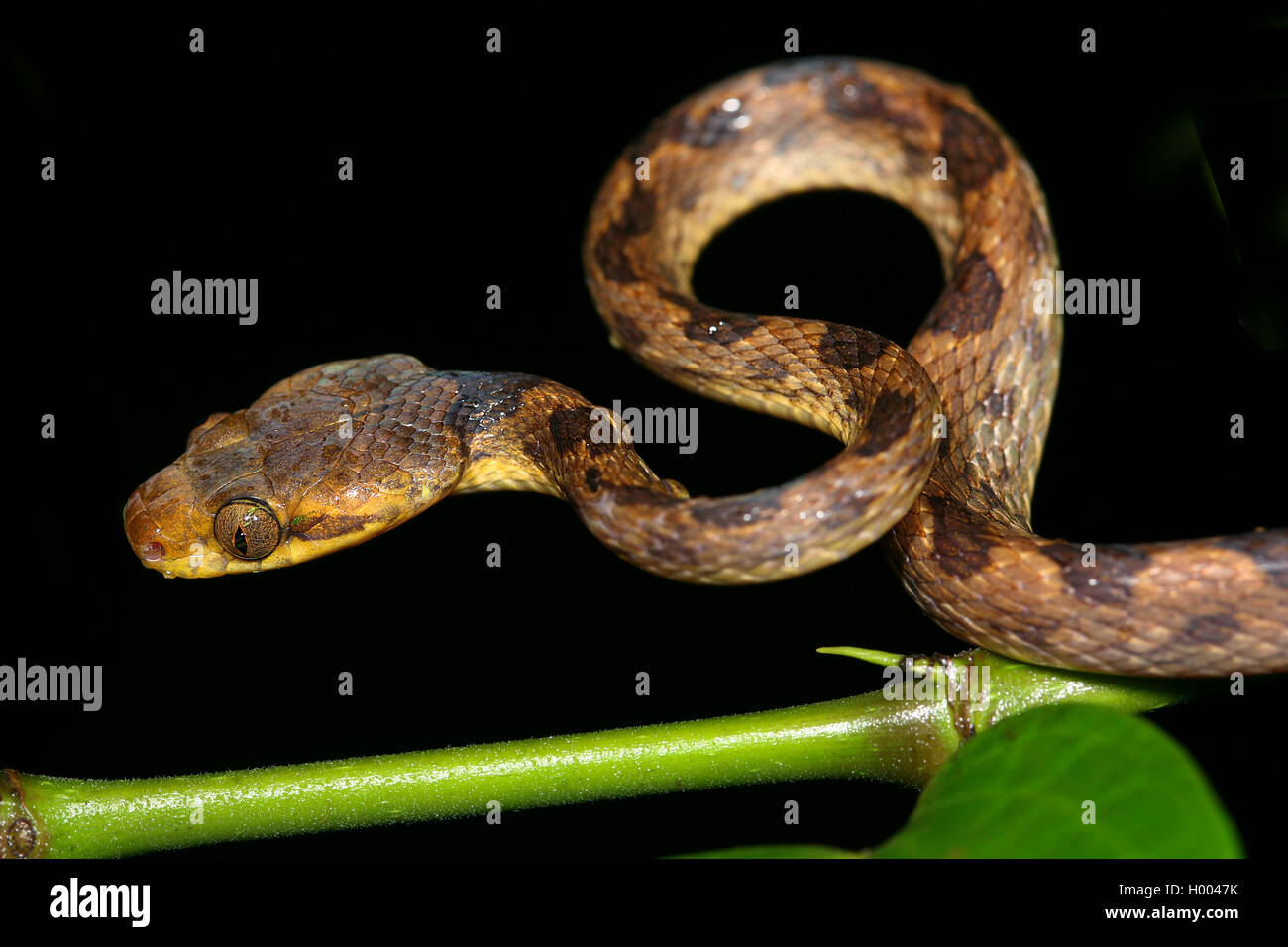 Northern cat-eyed snake (Leptodeira septentrionalis), winds on a twig, Costa Rica Stock Photo