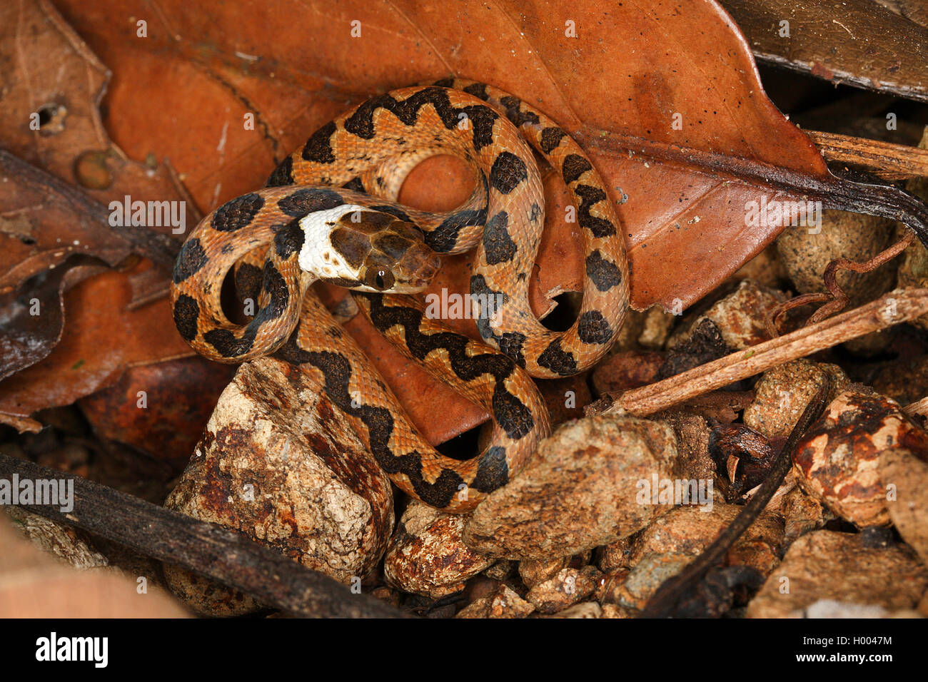 Northern cat-eyed snake (Leptodeira septentrionalis), juvenile rolled ...