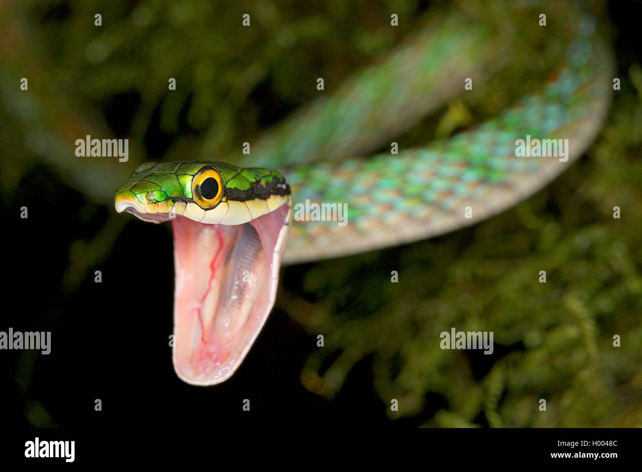 Turquoise Parrot Snake (Leptophis riveti), portrait with mouth open, Costa Rica Stock Photo