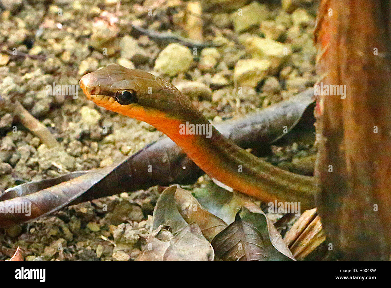 Tropical colubrine snake (Mastigodryas melanolomus), Portrait, Costa Rica Stock Photo