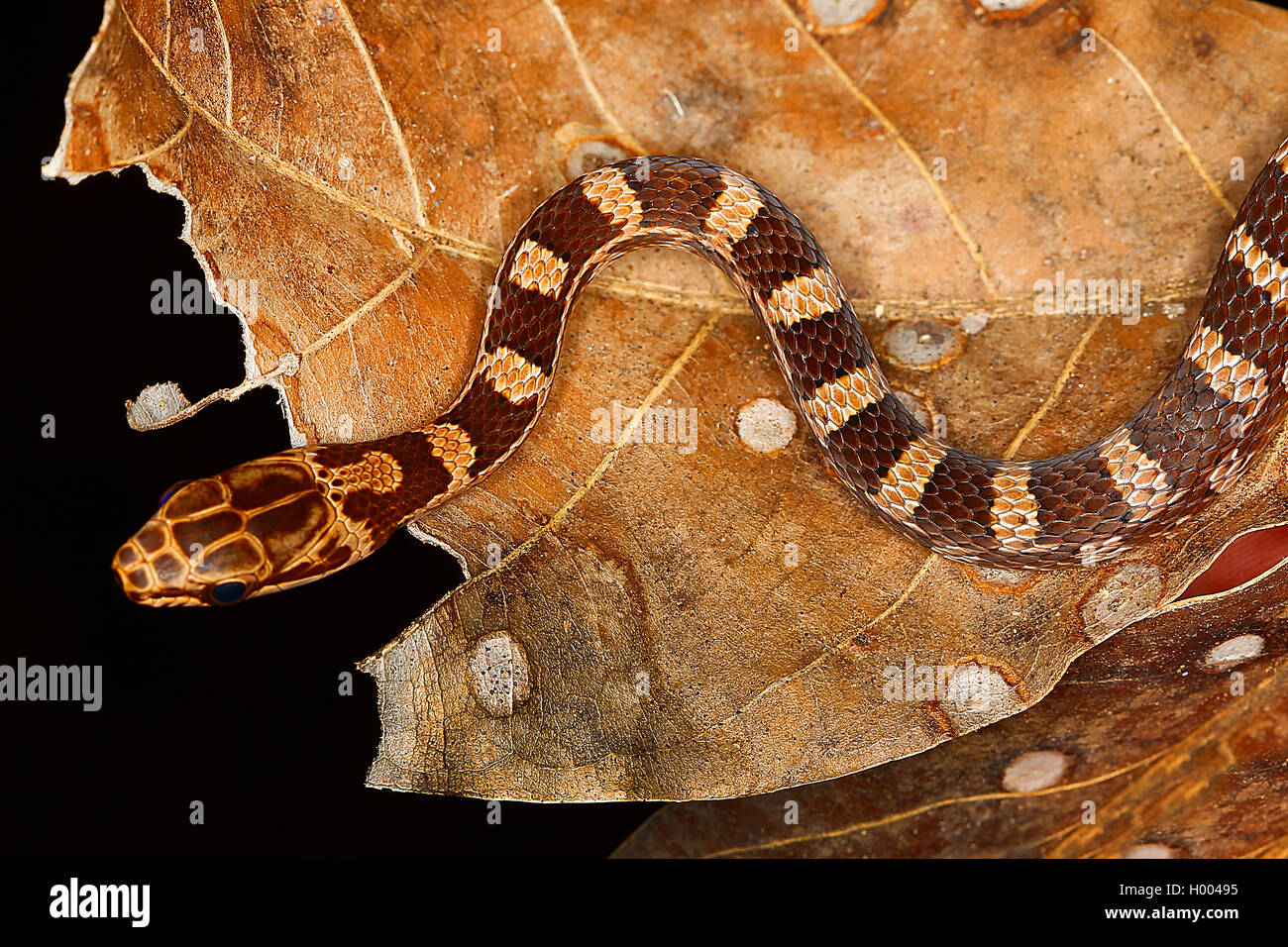 Tropical colubrine snake (Mastigodryas melanolomus), juvenile, Costa Rica Stock Photo