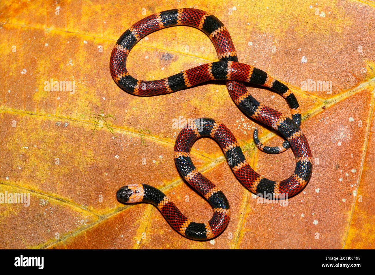 Alle's Coral snake (Micrurus alleni), on a leaf, Costa Rica Stock Photo