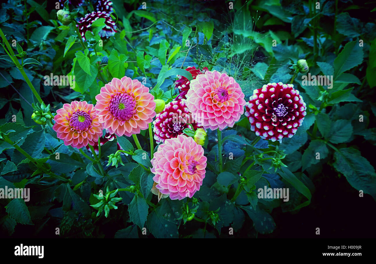 Dahlias in country garden hi-res stock photography and images - Alamy