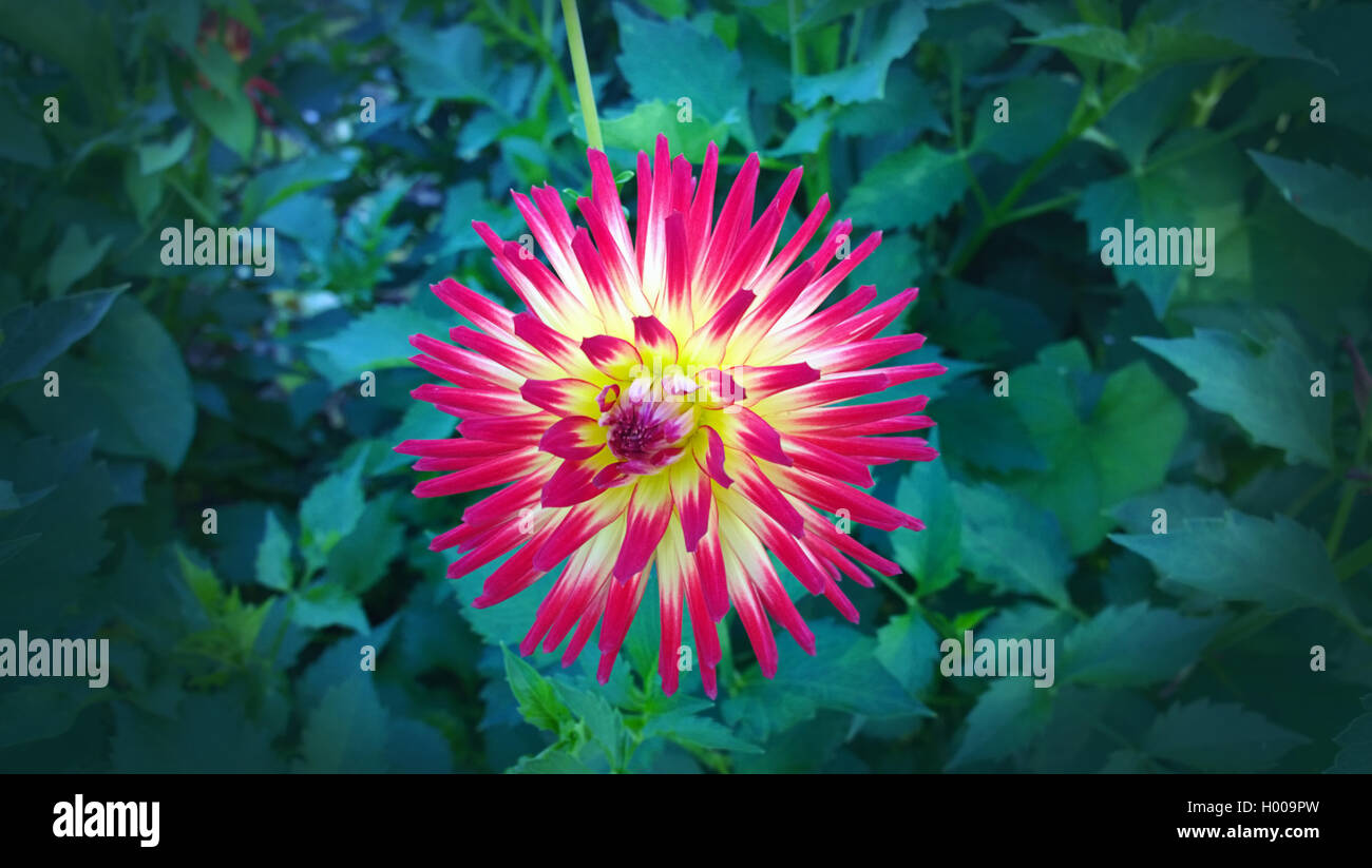 Beautiful cactus dahlia flower,  petals variegated in red and yellow against a dark green blurred background Stock Photo