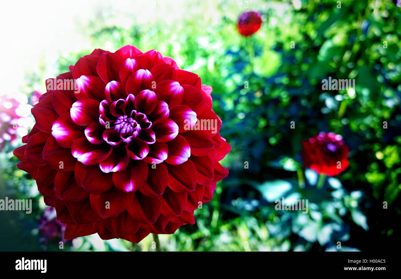 Beautiful variegated dahlia flower, red petals with white tips against